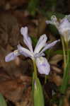 Dwarf crested iris